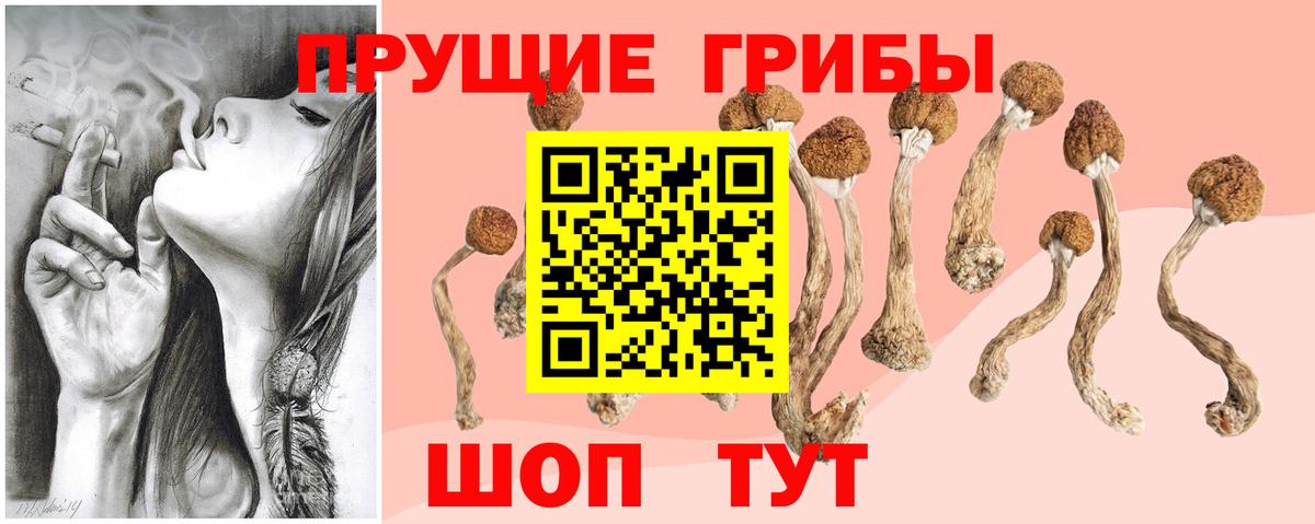 Псилоцибиновые грибы Psilocybe  Вход с VPN  где купить наркотик  Хасавюрт 